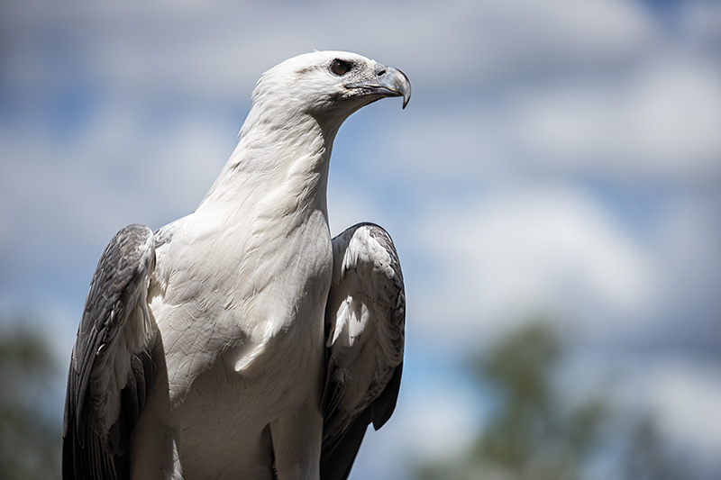 Beautiful white belly sea eagle out in nature during the day
